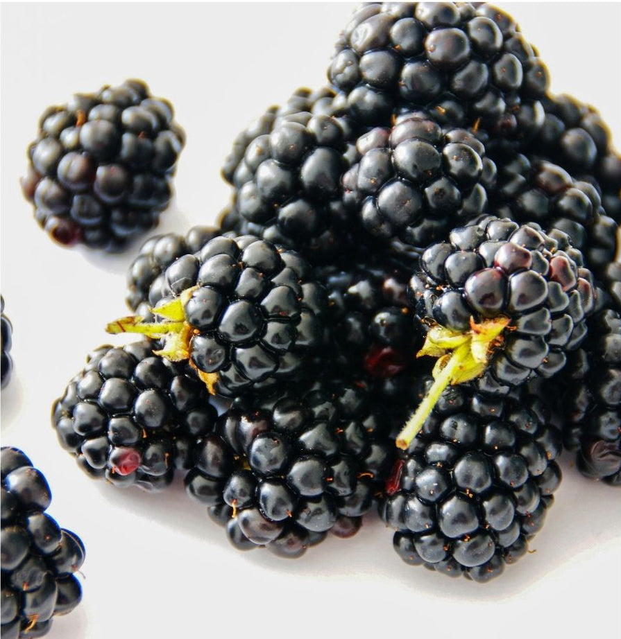 Blackberry 44 LBS PKG