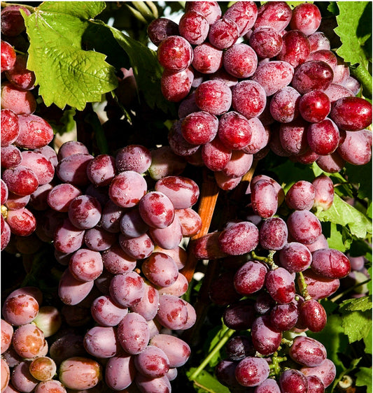 Grapes 11 LBS PKG