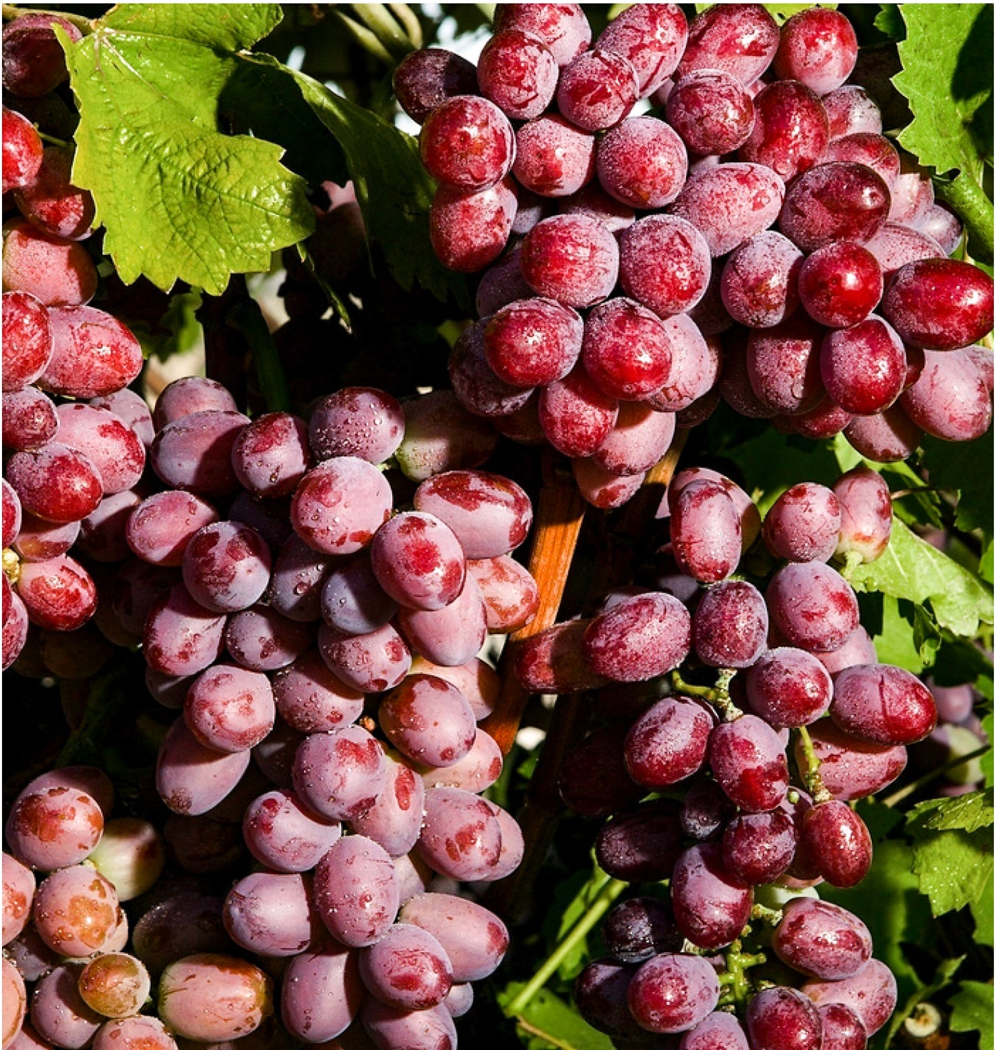 Grapes 44 LBS PKG